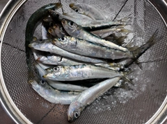 マイワシの釣果