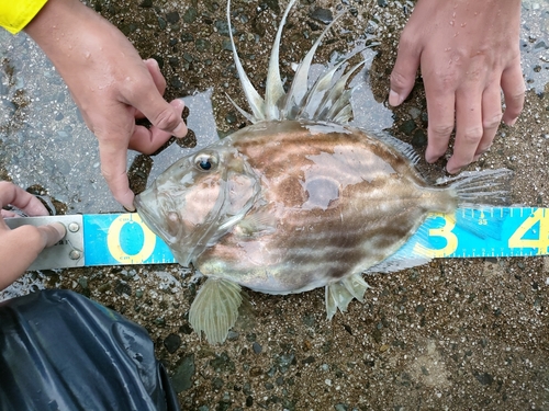 マトウダイの釣果