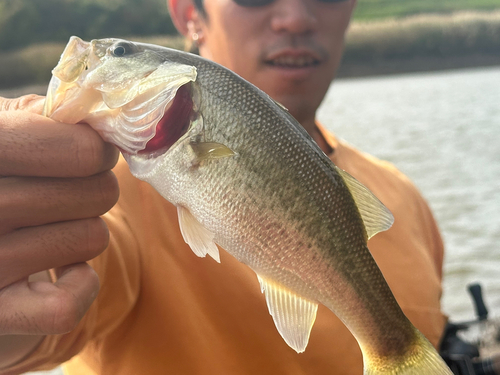 ラージマウスバスの釣果