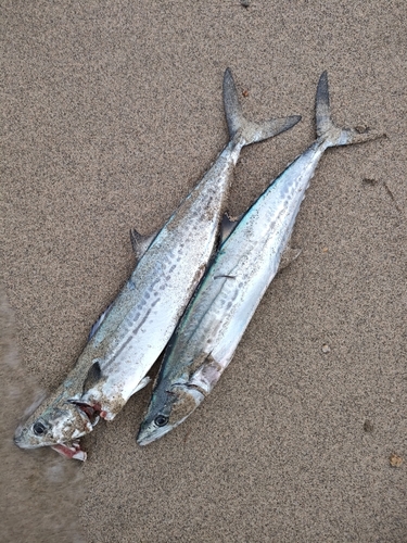 サゴシの釣果