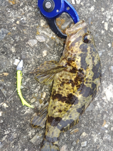 タケノコメバルの釣果