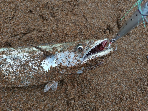 サゴシの釣果