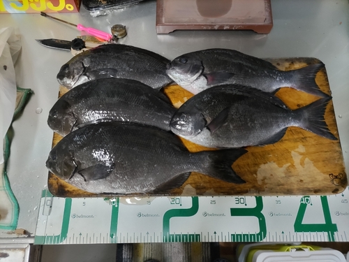 オナガグレの釣果