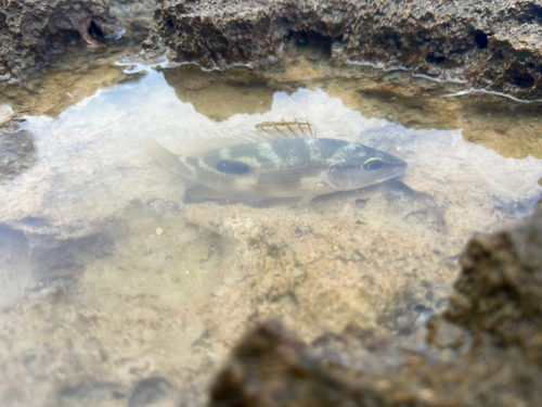 クワガナーの釣果