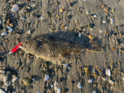 ソゲの釣果