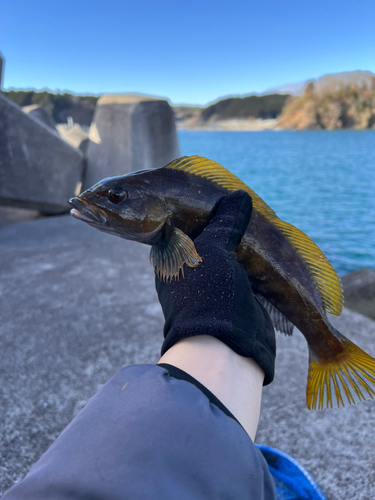 アイナメの釣果