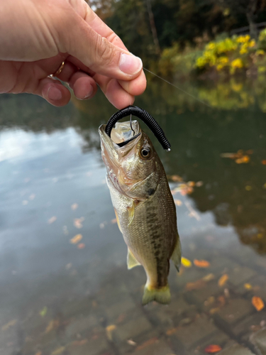 ラージマウスバスの釣果