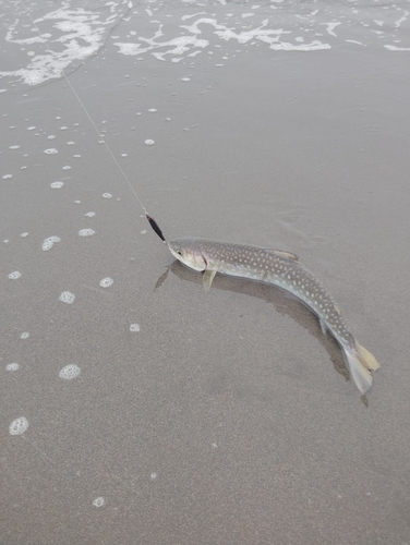 アメマスの釣果