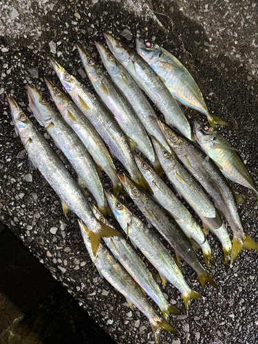 カマスの釣果