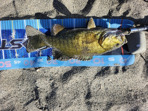 スモールマウスバスの釣果