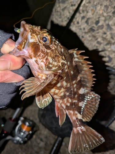 カサゴの釣果