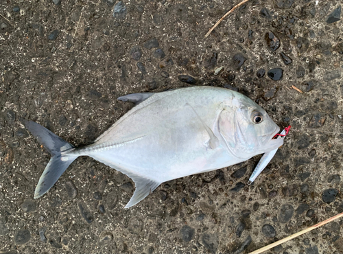 メッキの釣果