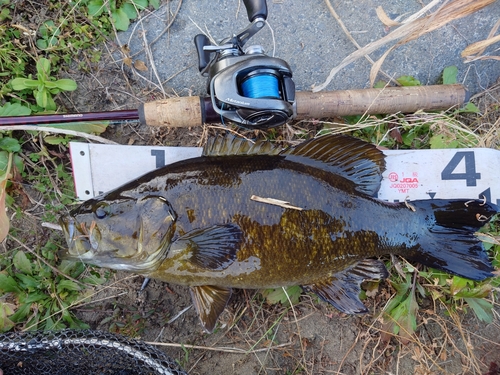 スモールマウスバスの釣果