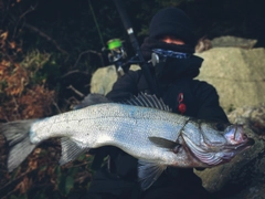 ヒラスズキの釣果