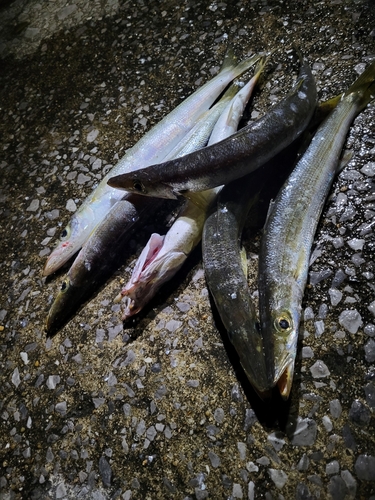 カマスの釣果