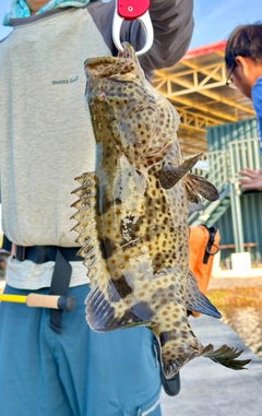 チャイロマルハタの釣果