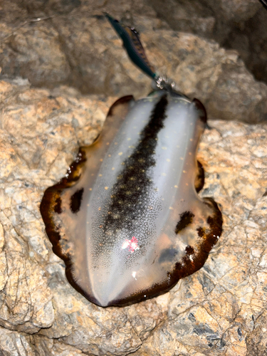 モイカの釣果