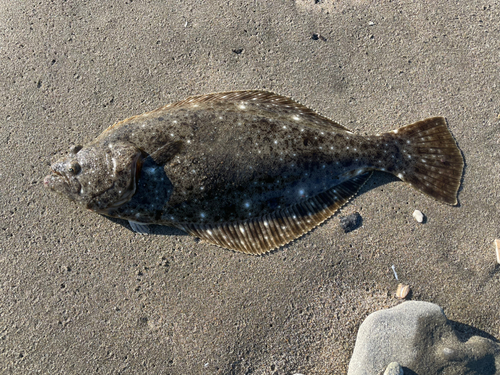 ヒラメの釣果