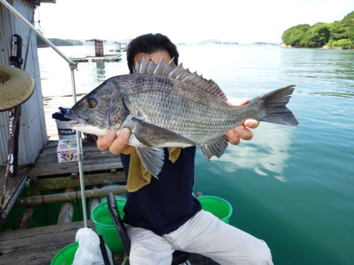 チヌの釣果