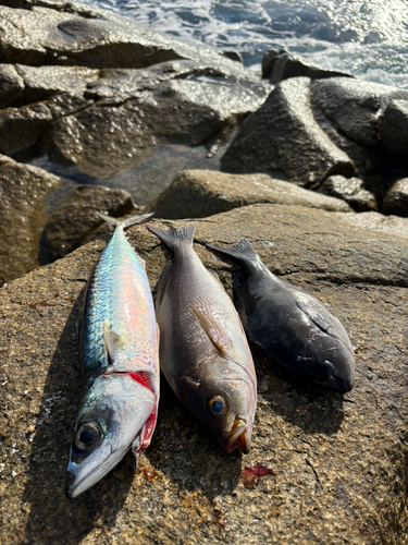 イサキの釣果