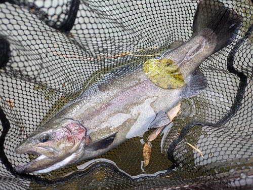 ホウライマスの釣果