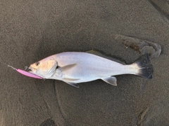 オオニベの釣果