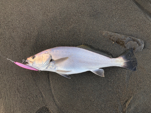 オオニベの釣果