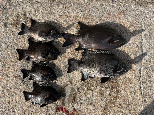 イシダイの釣果