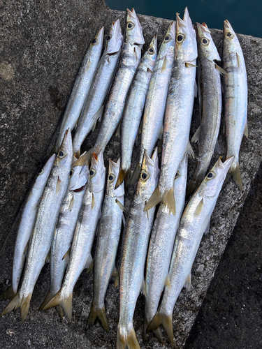 カマスの釣果