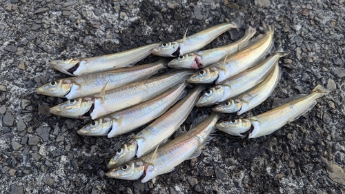 キスの釣果