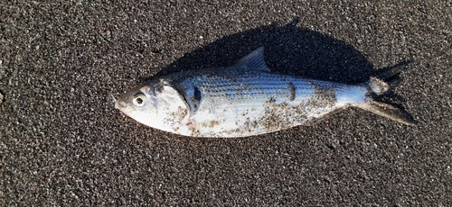 コノシロの釣果