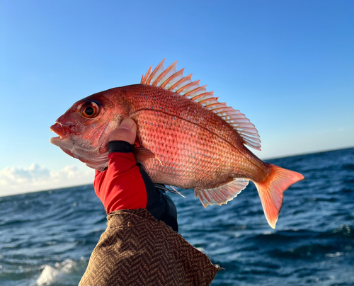 マダイの釣果