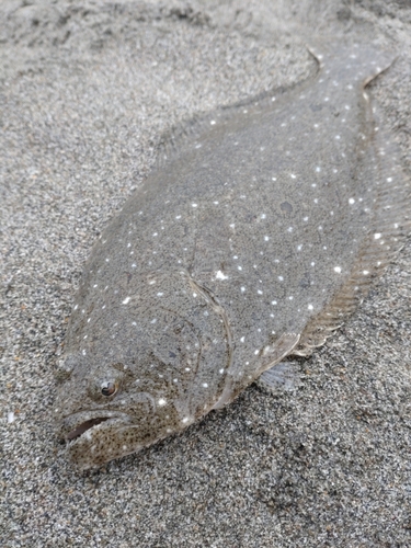 ソゲの釣果