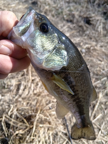 ラージマウスバスの釣果