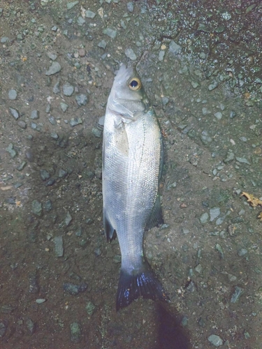 表浜名湖