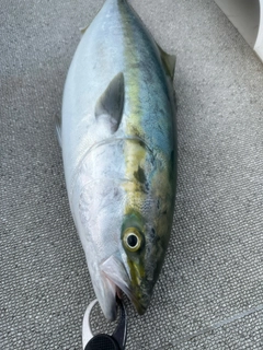 メジロの釣果