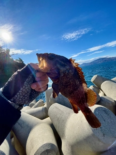 ムラソイの釣果