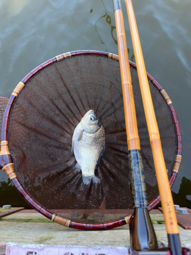 ヘラブナの釣果