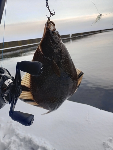 カワガレイの釣果