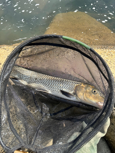 ニゴイの釣果