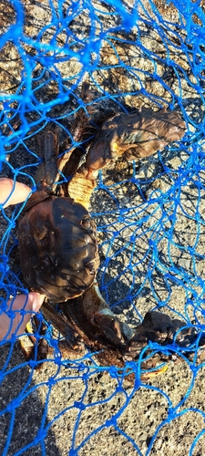 カニの釣果