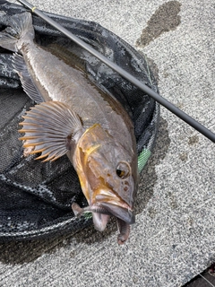 アイナメの釣果