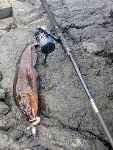 アイナメの釣果