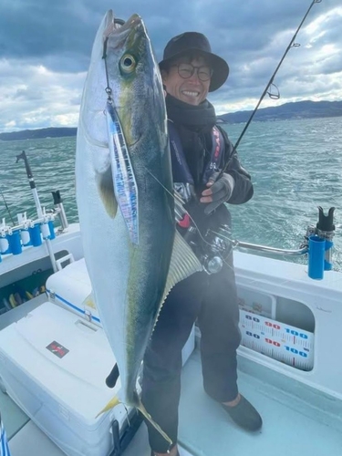 ハマチの釣果