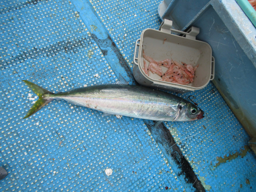 マルアジの釣果