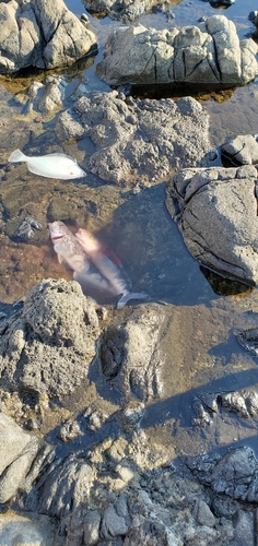 カレイの釣果