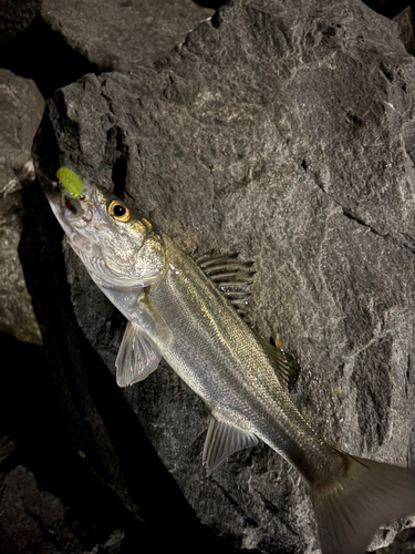 シーバスの釣果