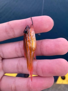 ネンブツダイの釣果