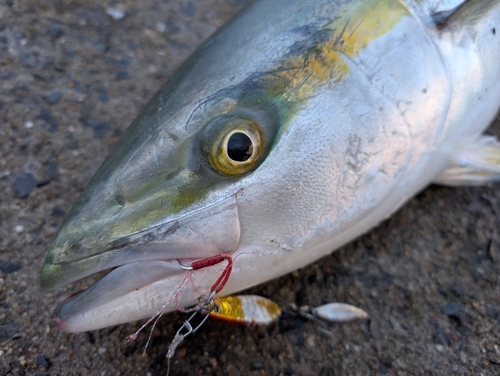 ブリの釣果