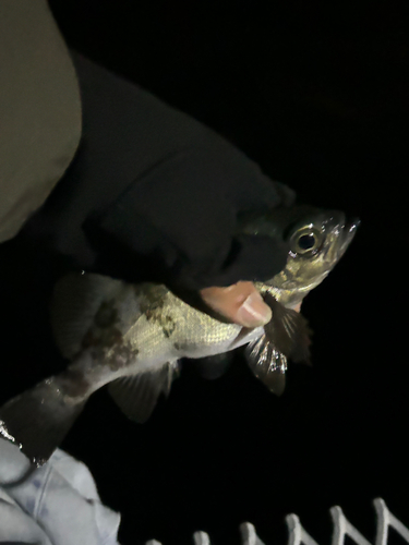 シロメバルの釣果